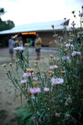 The Wildflower Garden